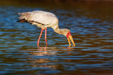 Yellow-billed Stork - Mycteria Ibis Also Wood Stork Or Ibis, Large African Wading Stork Species Family Ciconiidae, Widespread South Of The Sahara And Madagascar, White Bird With Yellow Beak