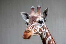 Giraffe - Giraffa Camelopardis