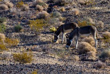 Two Wild Burros, An Adult Female And A Juvenile, At Dawn On A Prairie In Nevada