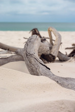 Whitehaven Beach Australia Drift Wood Close-up