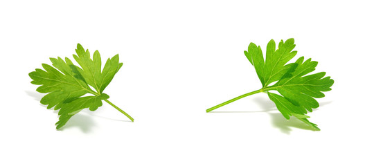 Fresh green organic parsley on white background