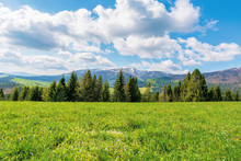 Spruce Forest On The Grassy Meadow With Tiny Flowers In Mountains. Great Transcarpathian Springtime Nature Scenery On A Sunny Day. Borzhava Ridge With Snow Capped Top In The Distance. Blue Sky With Fl