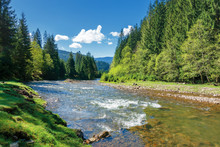 Landscape With Mountain River Among Spruce Forest. Beautiful Sunny Morning In Springtime. Grassy River Bank And Rocks On The Shore. Waves Above Boulders In The Water. White Fluffy Cloud On The Blue Sk