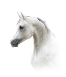 Fototapeta Konie - Beautiful arabian stallion