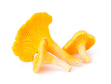 Yellow Chanterelle Isolated On White Background Close-Up