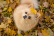 Red Pomeranian German Spitz sits in autumn foliage with a small maple leaf in full view, looking at the camera. Top view, autumn card
