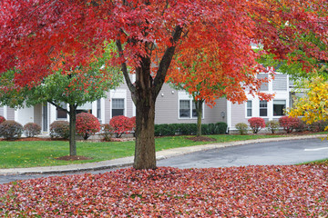 Poster - colorful autumn tree inside residential community