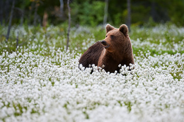 Wall Mural - brown bear (ursus arctos) walks among the cotton grass.