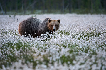 Wall Mural - brown bear (ursus arctos) walks among the cotton grass during the finnish night.
