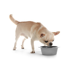 Adorable Toy Terrier drinking water from bowl on white background. Domestic dog