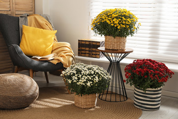 Canvas Print - Beautiful fresh chrysanthemum flowers near window in stylish room interior