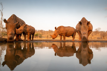 Wall Mural - Four white rhinos stopping at a water hole for a drink