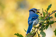Blue Jay Bird Perched In A Acorn Tree With A Large Acorn In Its Mouth Or Beak. The Background Is Yellow And Blurry. The Small Leaves On The Branch Are Green. The Wild Bird Is Blue, Navy And White.