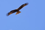Fototapeta Tęcza - black kite in flight