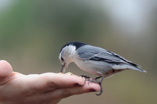 Nuthatch Eating From Someone's Hand
