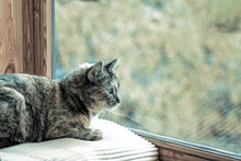 Tricolor Tabby Cat Looks Out Of The Window With Interest.  Copy Space For Your Text