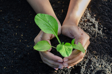 young plant in hands