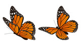 Fototapeta Dinusie - The monarch butterfly vector illustration