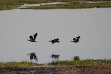 A View Of Spurwing Geese Flying Over The Chobe River In Botswana.