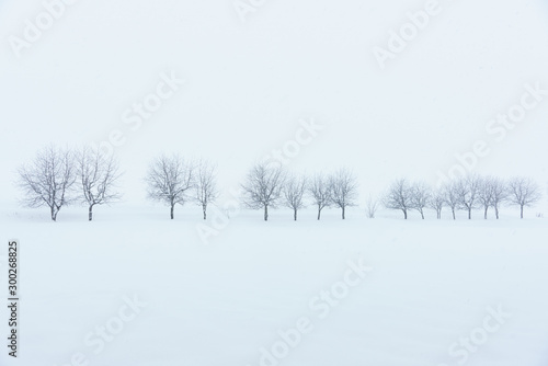 北海道美瑛冬雪景色木stock Photo Adobe Stock 北海道美瑛冬雪景色木stock Photo Adobe Stock