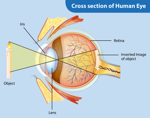 Canvas Print - Diagram showing cross section of human eye