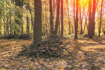 Autumn park cleaning and pile of branches