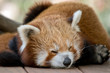 the red panda is sleeping