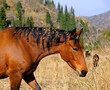 Funny portrait of a horse with thorns on his head and mane on the mountain pasture in autumn season
