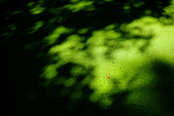 Poster - Water green fern in garden for design