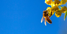 Honey Bee Collecting The Nectar From Yellow Flowers Barberry In The Garden On Background Of Blue Sky. Nature In Spring. 