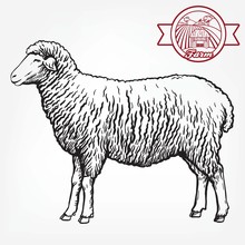 Sketch Of Sheep Drawn By Hand. Animal Husbandry