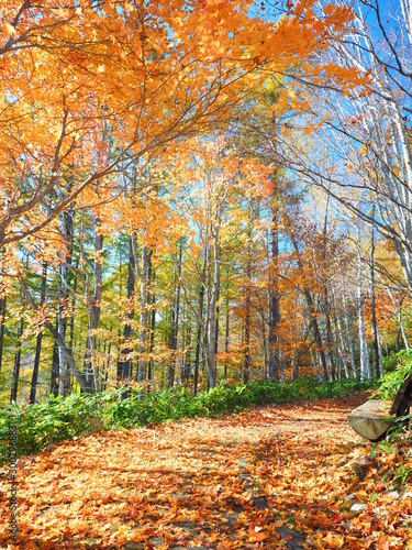 北海道の紅葉風景 滝野すずらん丘陵公園 ハウチワトンネル 落ち葉ジュータン Stock Foto Adobe Stock 北海道の紅葉風景 滝野すずらん丘陵公園 ハウチワトンネル 落ち葉ジュータン Stock Foto Adobe Stock