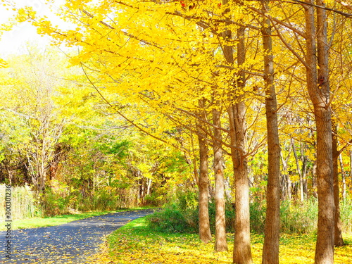 北海道の秋風景 美しいイチョウ並木 Buy This Stock Photo And Explore Similar Images At Adobe Stock Adobe Stock