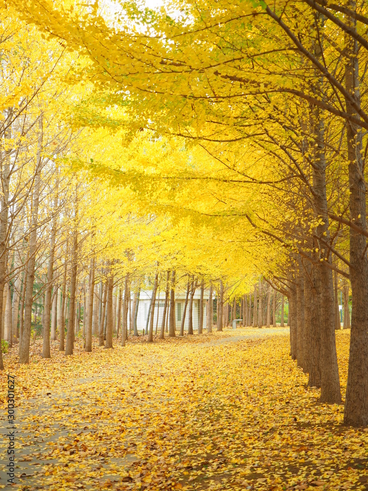 風景画 秋の自然 風景 北海道の秋風景 美しいイチョウ並木 Stock Photo | Adobe Stock