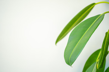 Wall Mural - Close up of house plant branch with leaves in sunlight