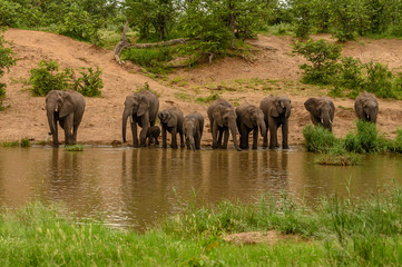 Wild african elephant close up, Botswana, Africa