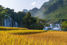 Ban Gioc Waterfall With Rice Field In Harvest Time In Cao Bang, Vietnam