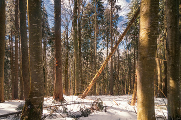 Wall Mural - Sunny winter forest. Good old winter