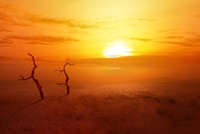 Heatwave On The Desert With Dead Trees And Glowing Sun Background