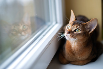 Closeup head of clumsy abyssinian cat in front portrait with curious face