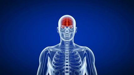 medical 3d animation of the human brain