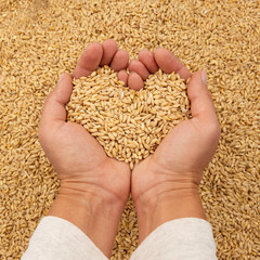 Wall Mural - Hands holding barley grain in a heart shape