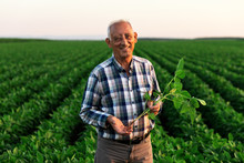 Senior Farmer Standing In Soybean Field Examining Crop At Sunset.