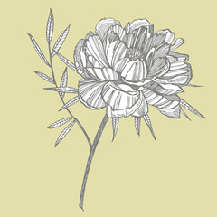 Wall Mural - Peony flower and leaves drawing. Hand drawn engraved floral set. Botanical illustrations. Great for tattoo, invitations, greeting cards