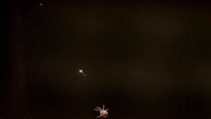 Spider weaves a web