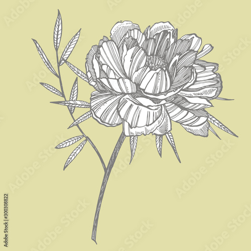 Peony flower and leaves drawing. Hand drawn engraved floral set. Botanical il...