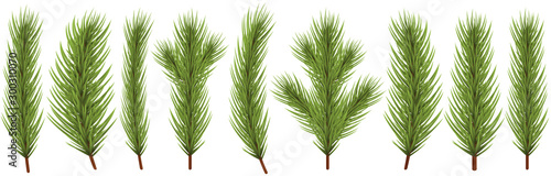 Fotomural fir branch collection for christmas designs