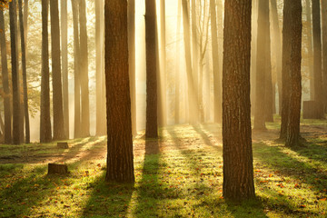 Canvas Print - Morning sun in the forest