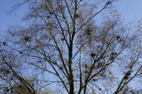 Fototapeta Na drzwi - Mistletoe growing in tree