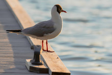 Black Headed Gull Takes A Break From Fishing On A Dock In The Archipelago Of Finland.